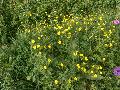 Early Buttercup / Ranunculus fascicularis